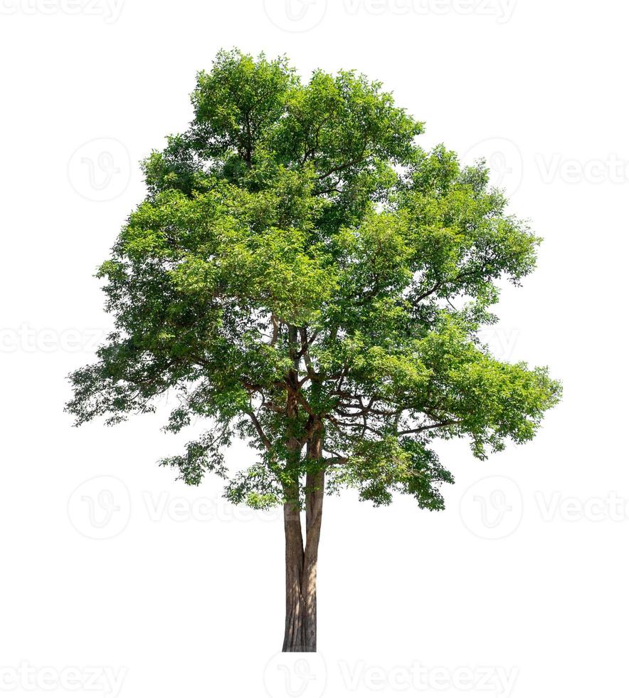 Tree that are isolated on a white background are suitable for both printing and web pages photo