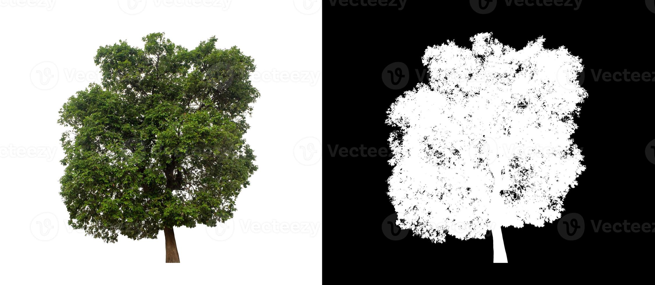 single tree with clipping path and alpha channel on black background photo