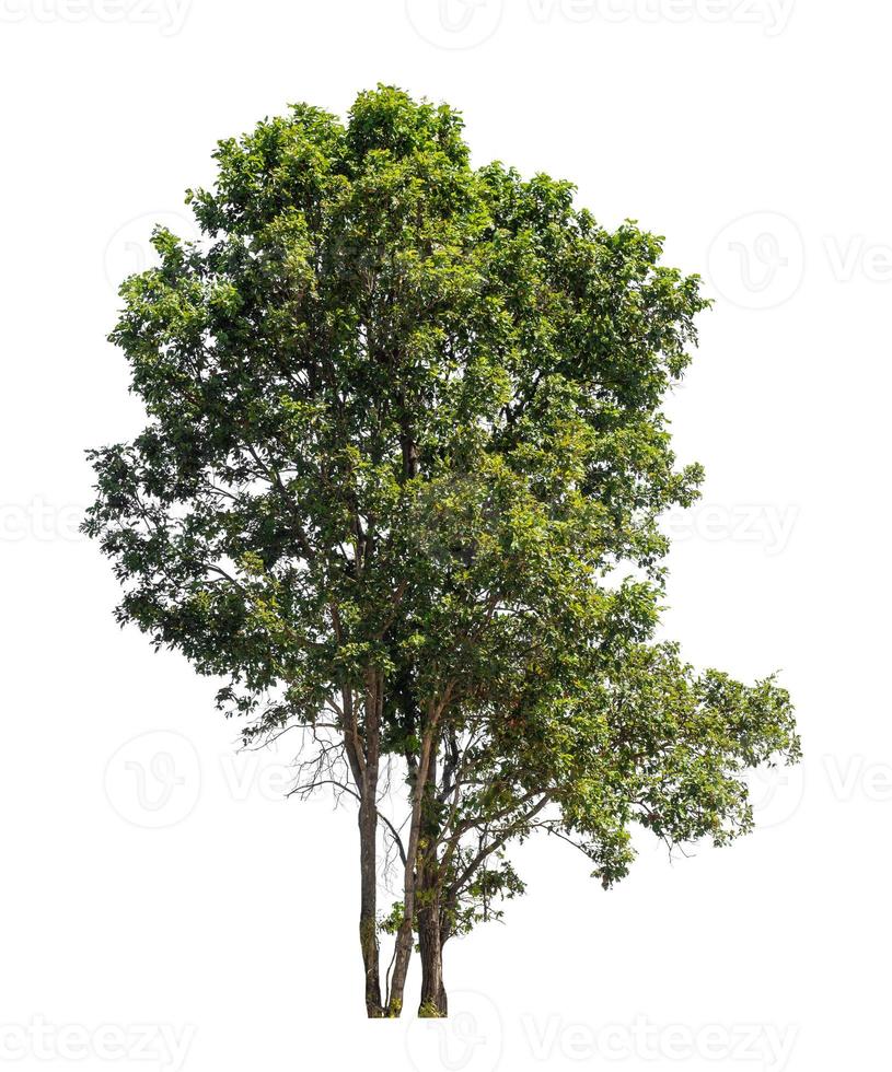Tree that are isolated on a white background are suitable for both printing and web pages photo