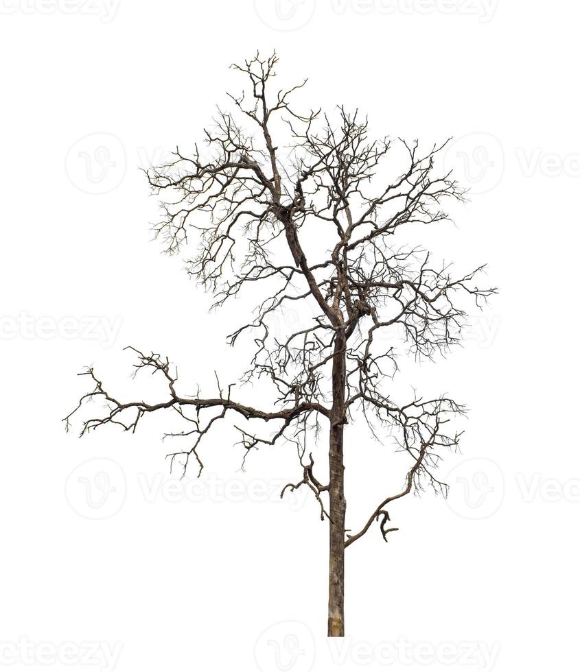 los árboles muertos que están aislados en un fondo blanco son adecuados tanto para la impresión como para las páginas web foto