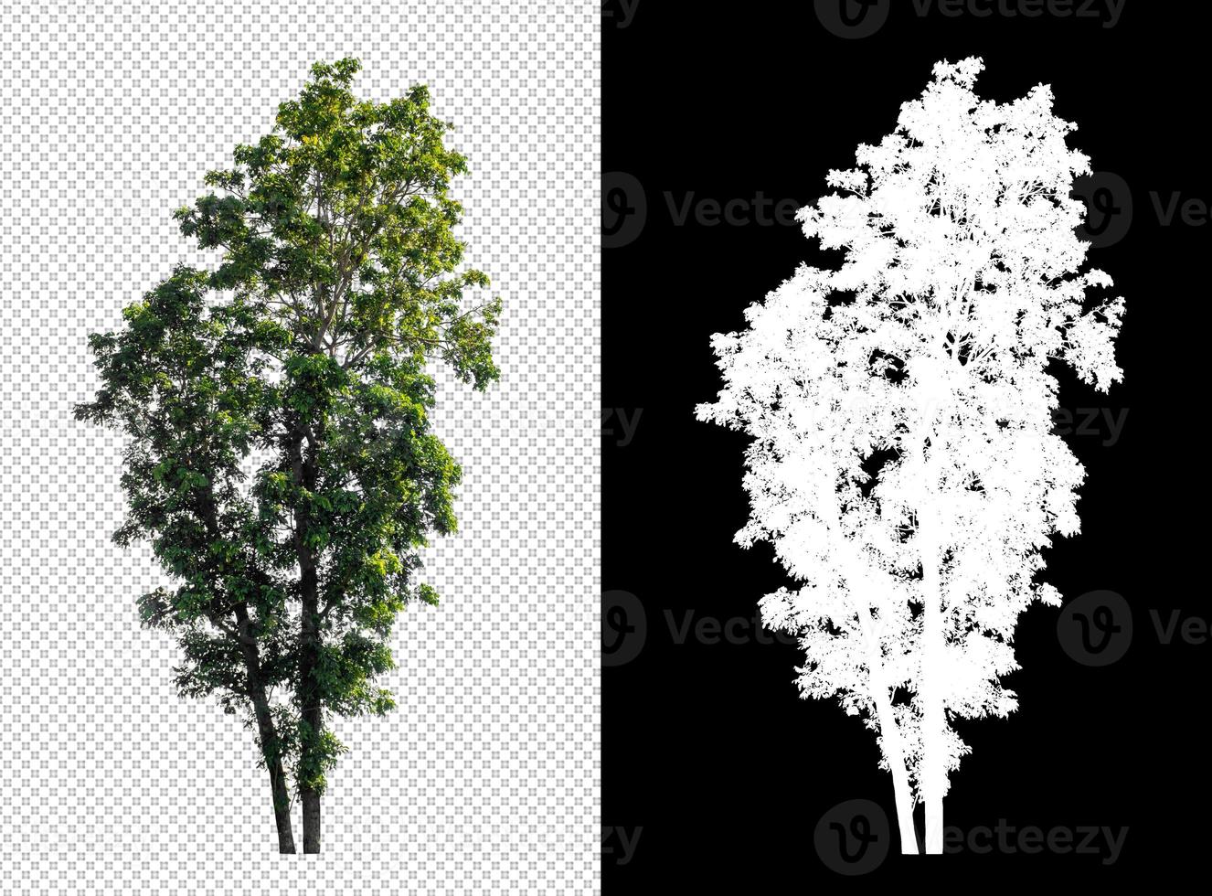 Tree on transparent picture background with clipping path, single tree with clipping path and alpha channel on black background photo