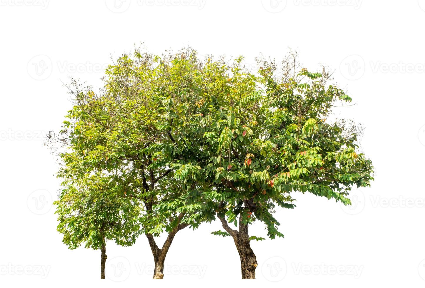 Tree that are isolated on a white background are suitable for both printing and web pages photo