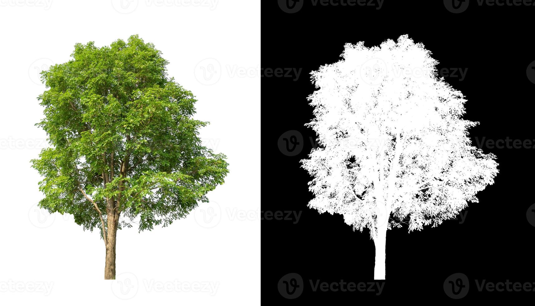 single tree with clipping path and alpha channel on black background photo