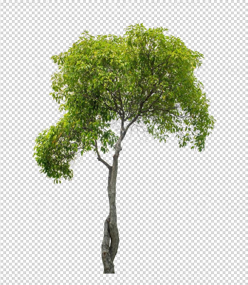 Tree on transparent picture background with clipping path photo