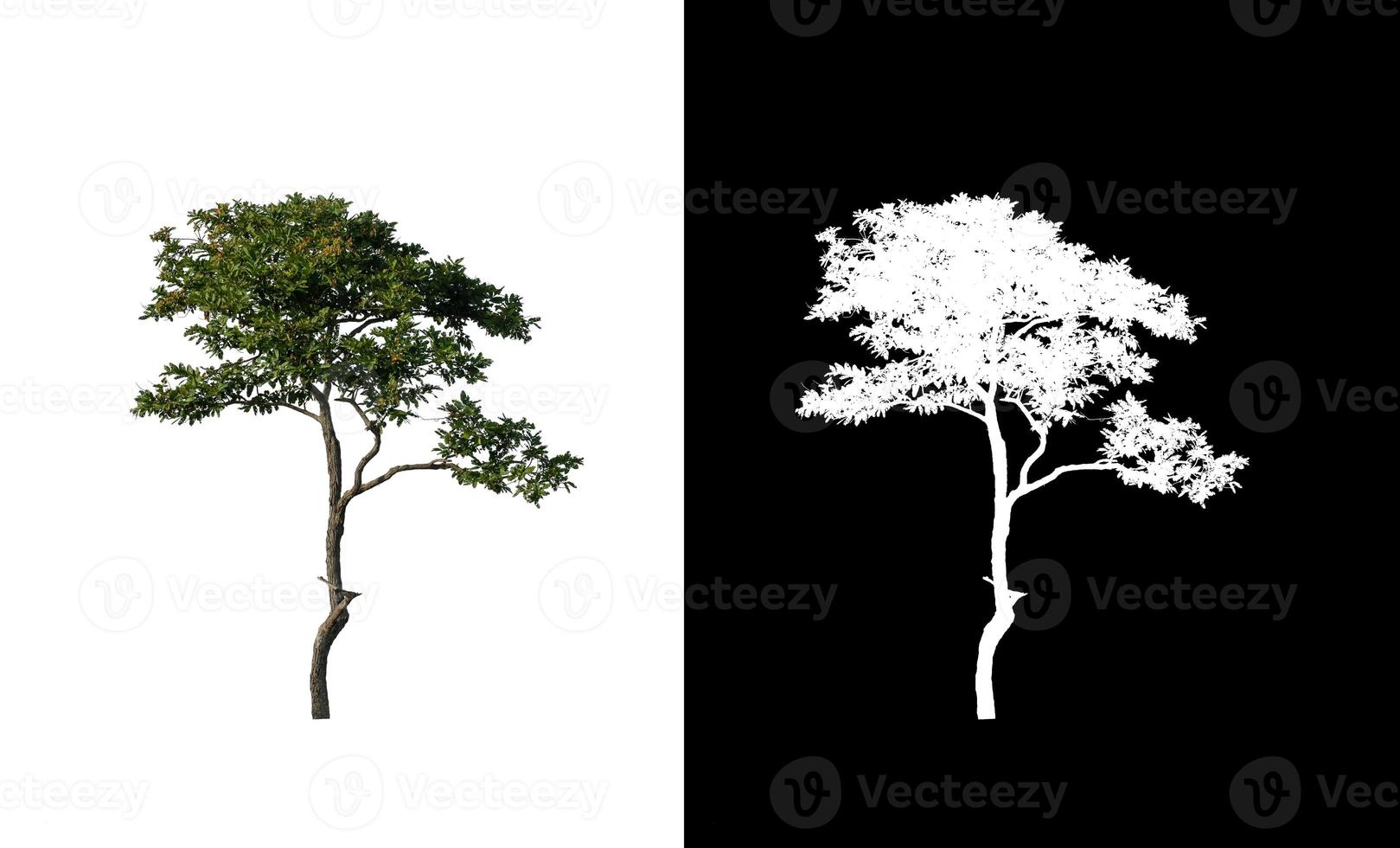 single tree with clipping path and alpha channel on black background photo