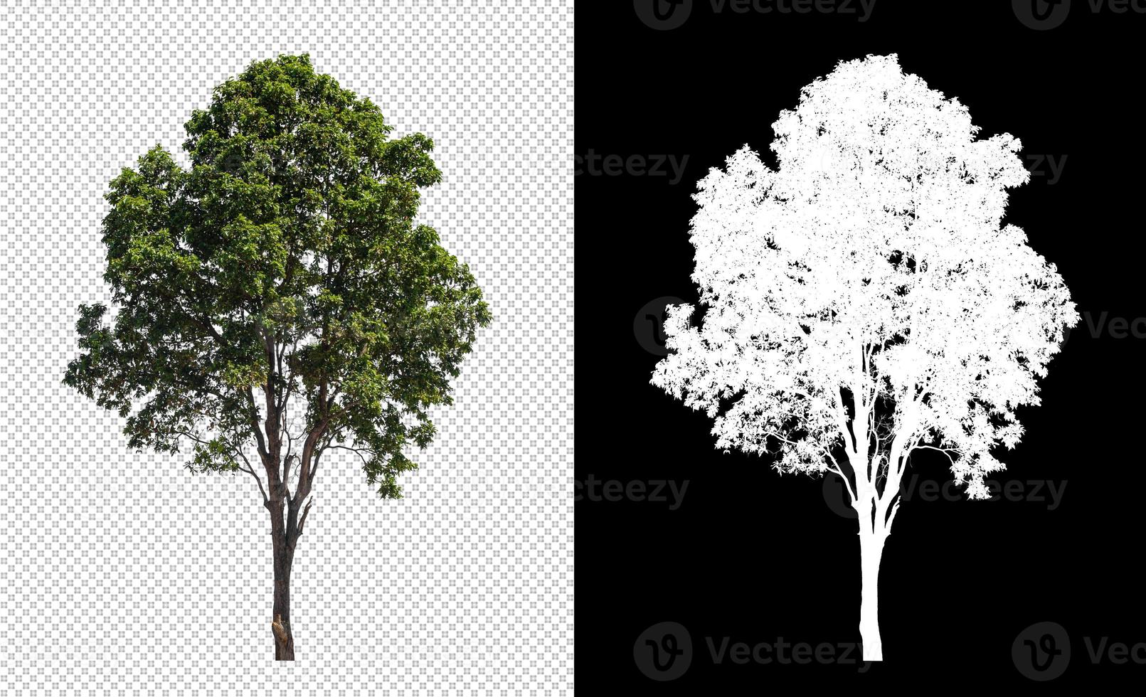 Tree on transparent picture background with clipping path, single tree with clipping path and alpha channel on black background photo