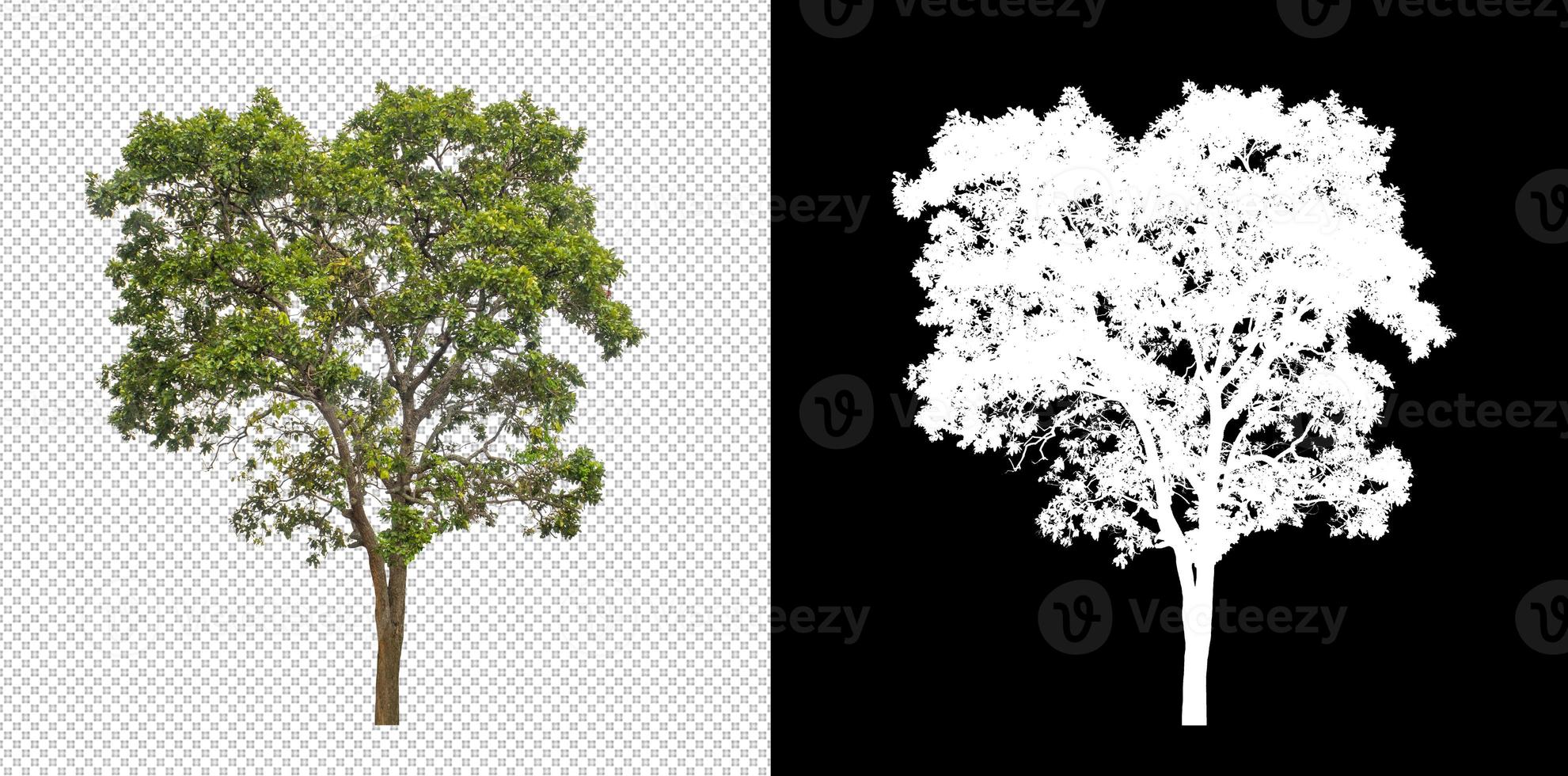 Tree on transparent picture background with clipping path, single tree with clipping path and alpha channel on black background photo