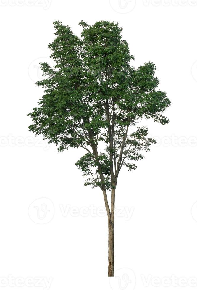 Tree that are isolated on a white background are suitable for both printing and web pages photo