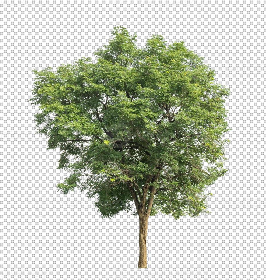 Tree on transparent picture background with clipping path photo