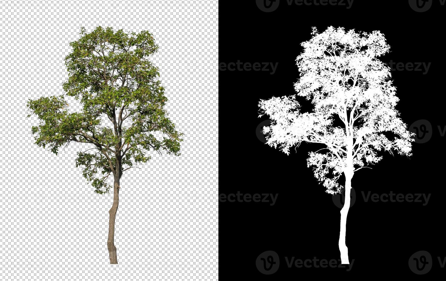 Tree on transparent picture background with clipping path, single tree with clipping path and alpha channel on black background photo