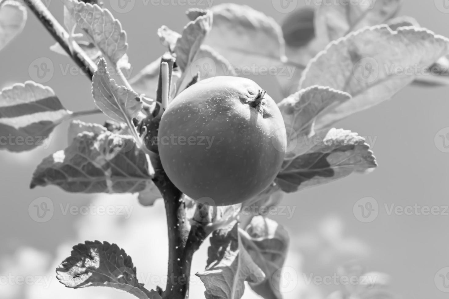 fotografía sobre el tema hermosa fruta rama manzano foto