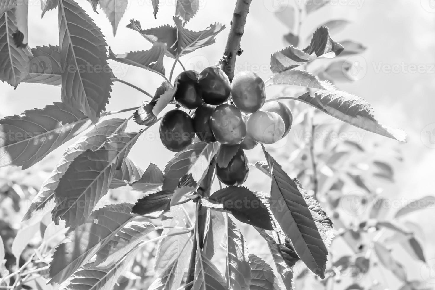 fotografía sobre el tema hermosa fruta rama cerezo foto