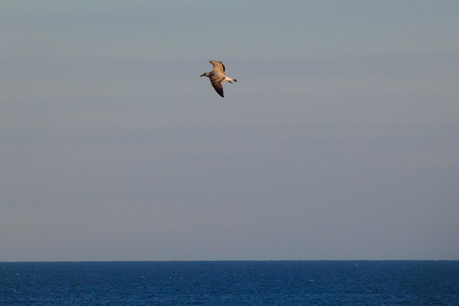 gaviotas salvajes en la naturaleza a lo largo de los acantilados de la costa brava catalana, mediterráneo, españa. foto