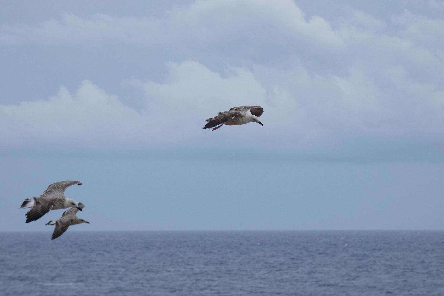 gaviotas salvajes en la naturaleza a lo largo de los acantilados de la costa brava catalana, mediterráneo, españa. foto