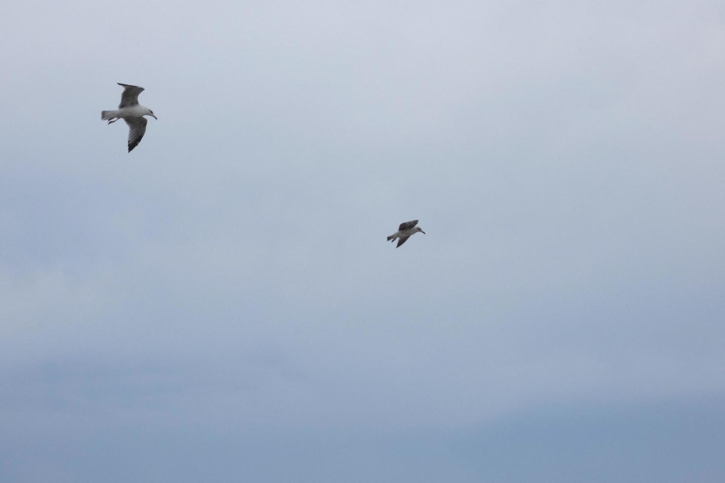 Wild seagulls in nature along the cliffs of the Catalan Costa Brava, Mediterranean, Spain. photo