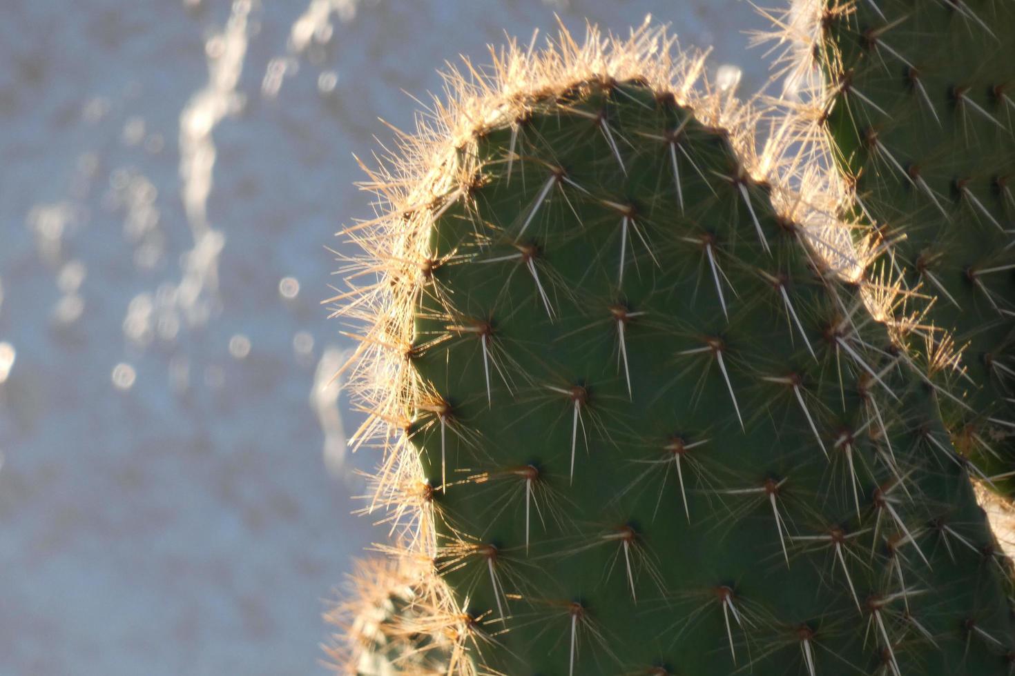 Backlit cactus typical of warm areas with little water photo