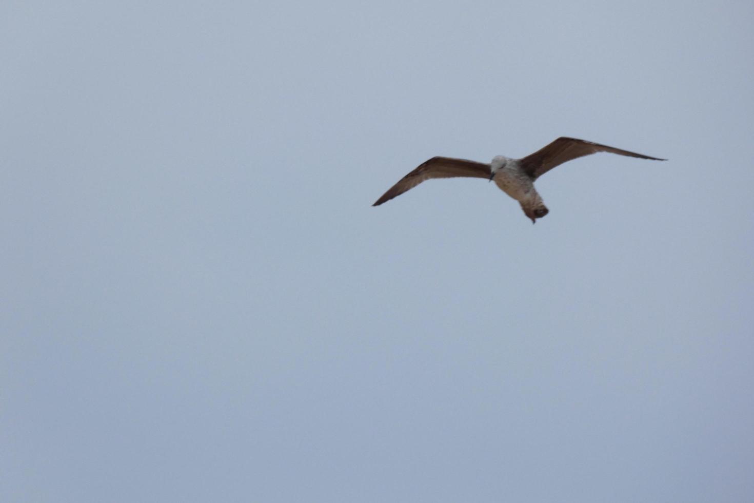 gaviotas salvajes en la naturaleza a lo largo de los acantilados de la costa brava catalana, mediterráneo, españa. foto