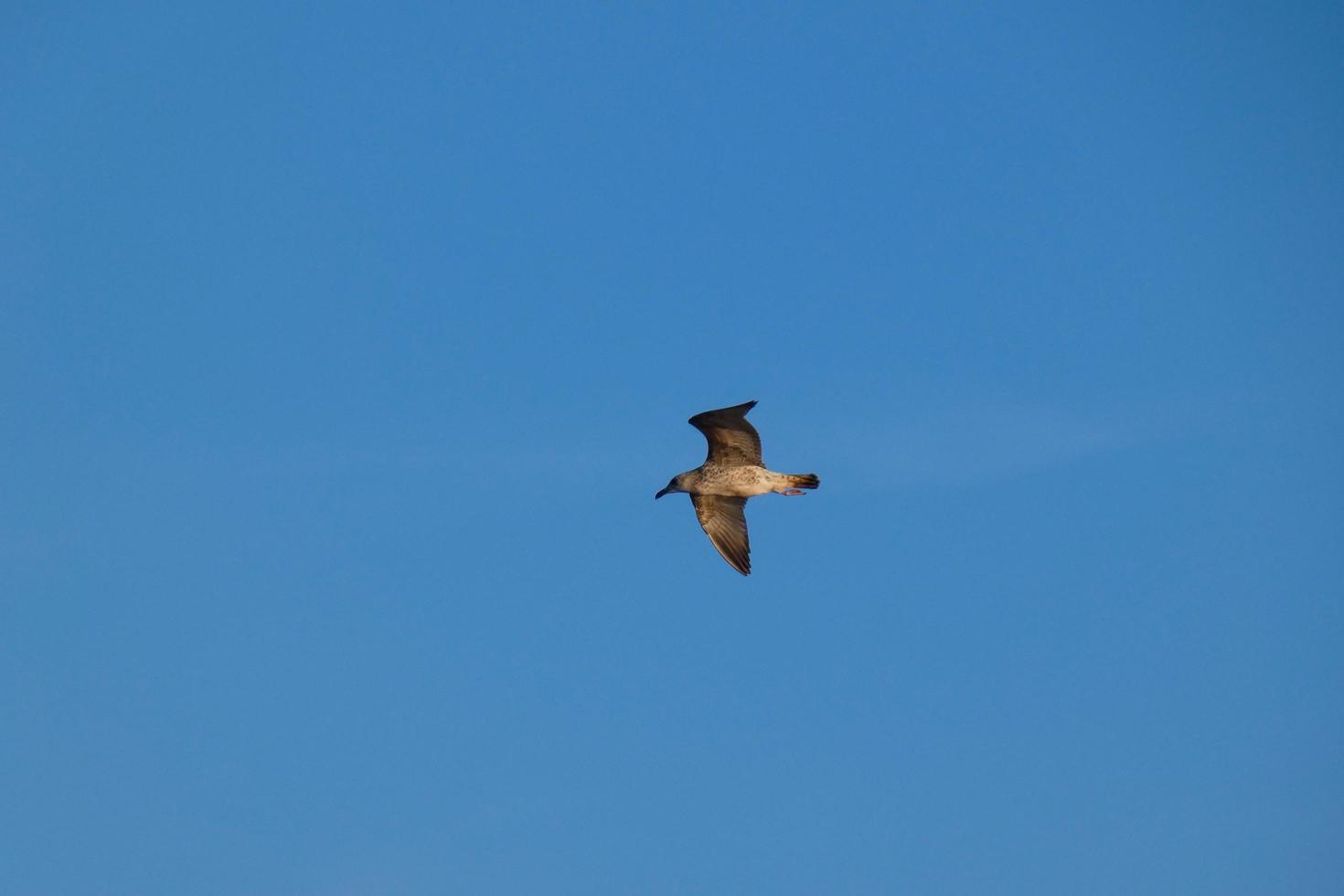 Wild seagulls in nature along the cliffs of the Catalan Costa Brava, Mediterranean, Spain. photo