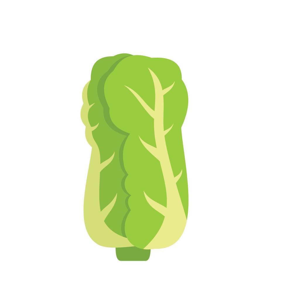 Chinese cabbage icon flat isolated vector