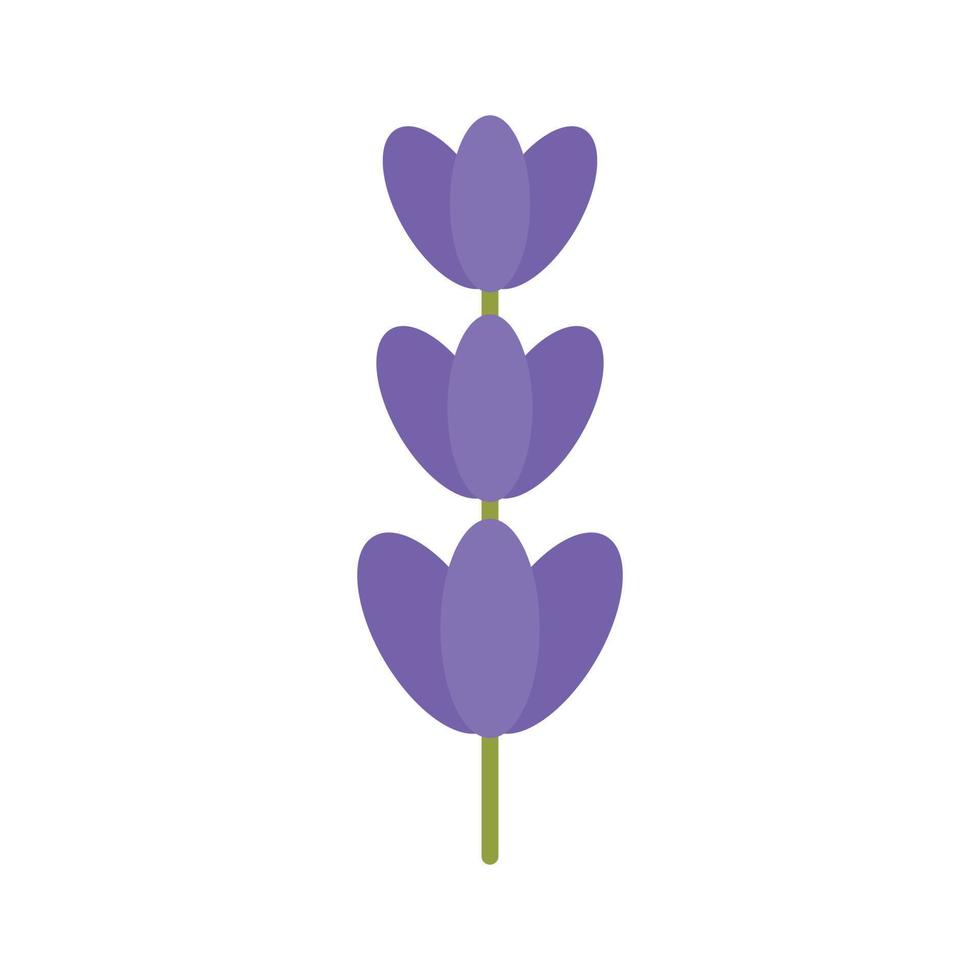 Botany lavender icon flat isolated vector