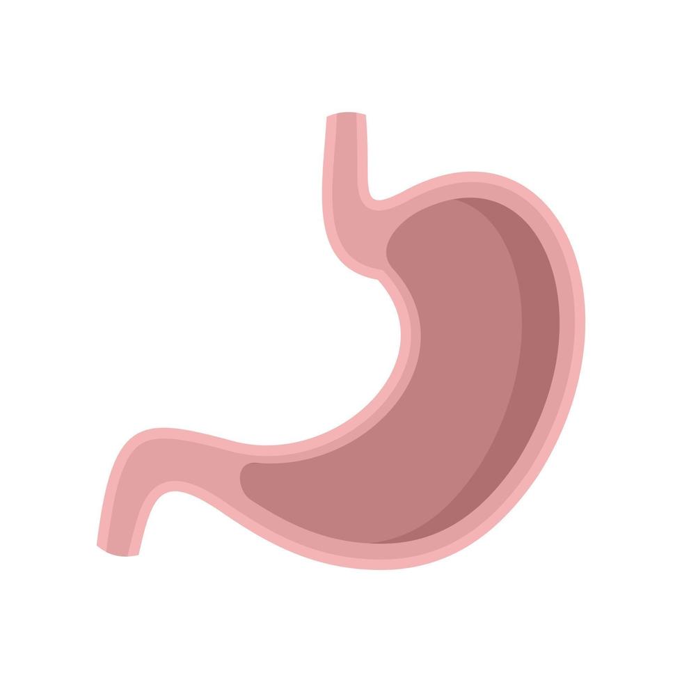 Stomach section icon flat isolated vector