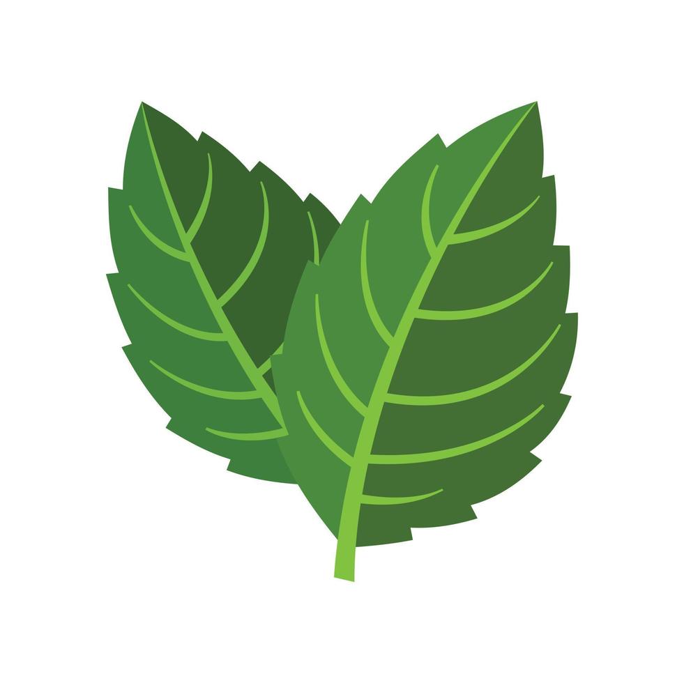 Natural mint leaf icon flat isolated vector