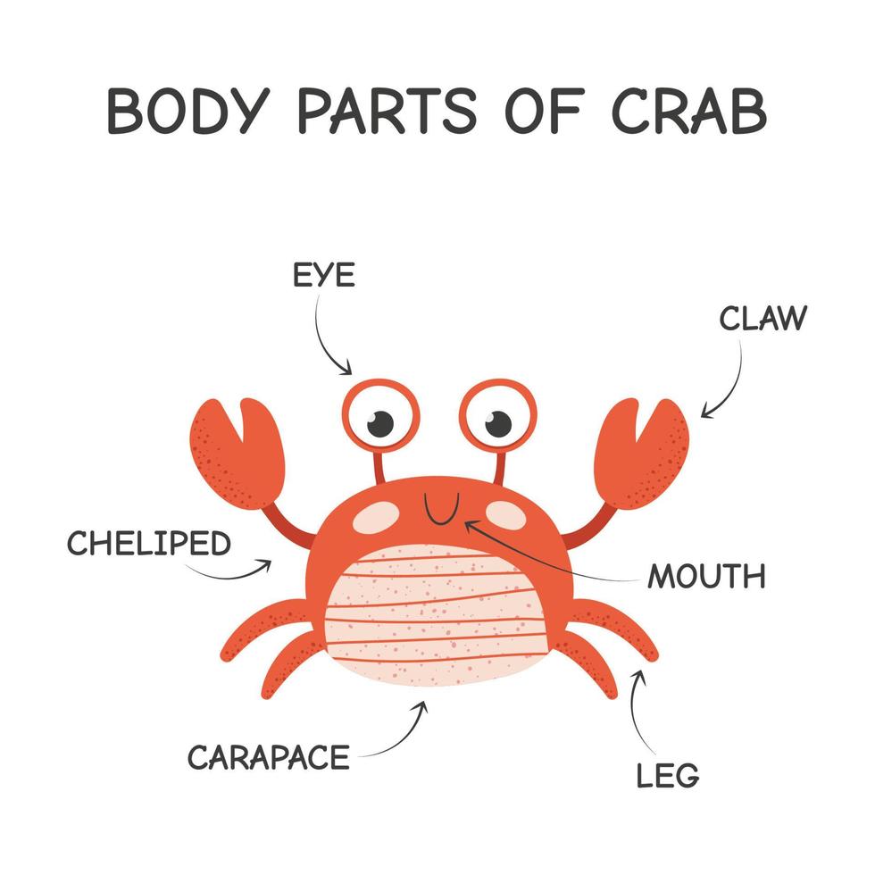 partes del cuerpo de dibujos animados de cangrejo. ilustración vectorial aislada sobre fondo blanco. vector