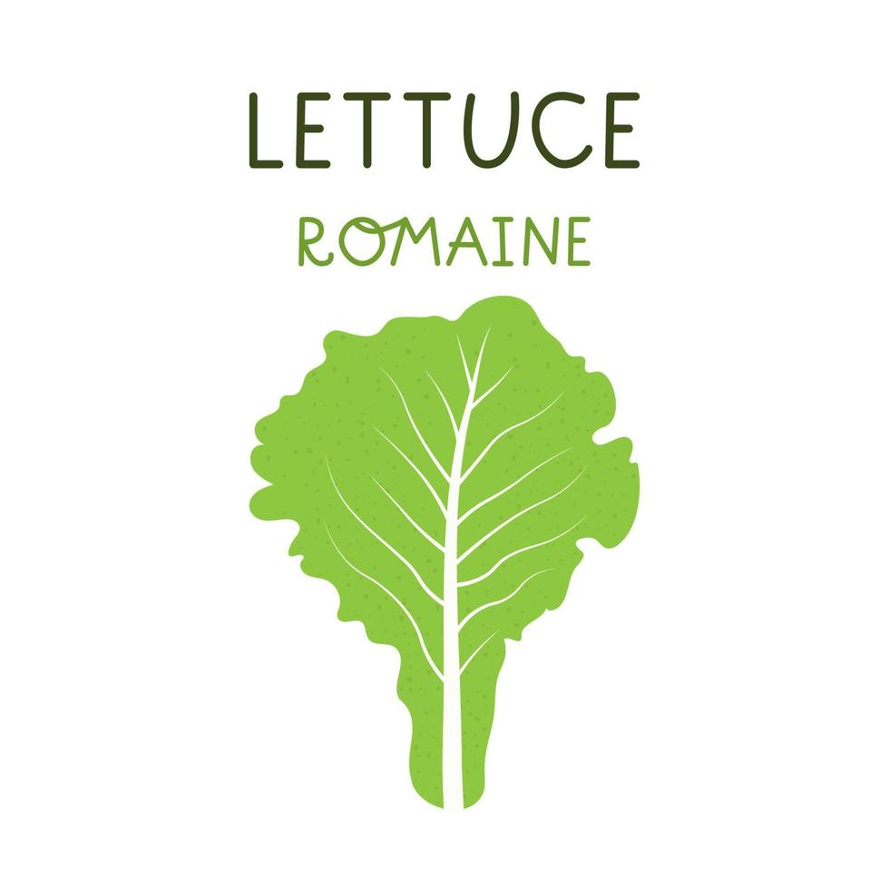 Cartoon romaine lettuce isolated vector illustration on white background