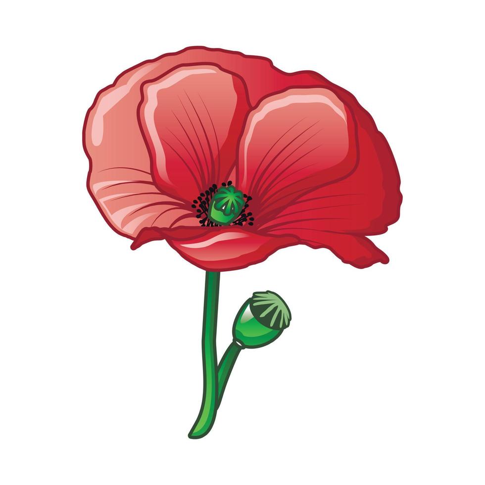 Poppy drug flower icon, cartoon style vector