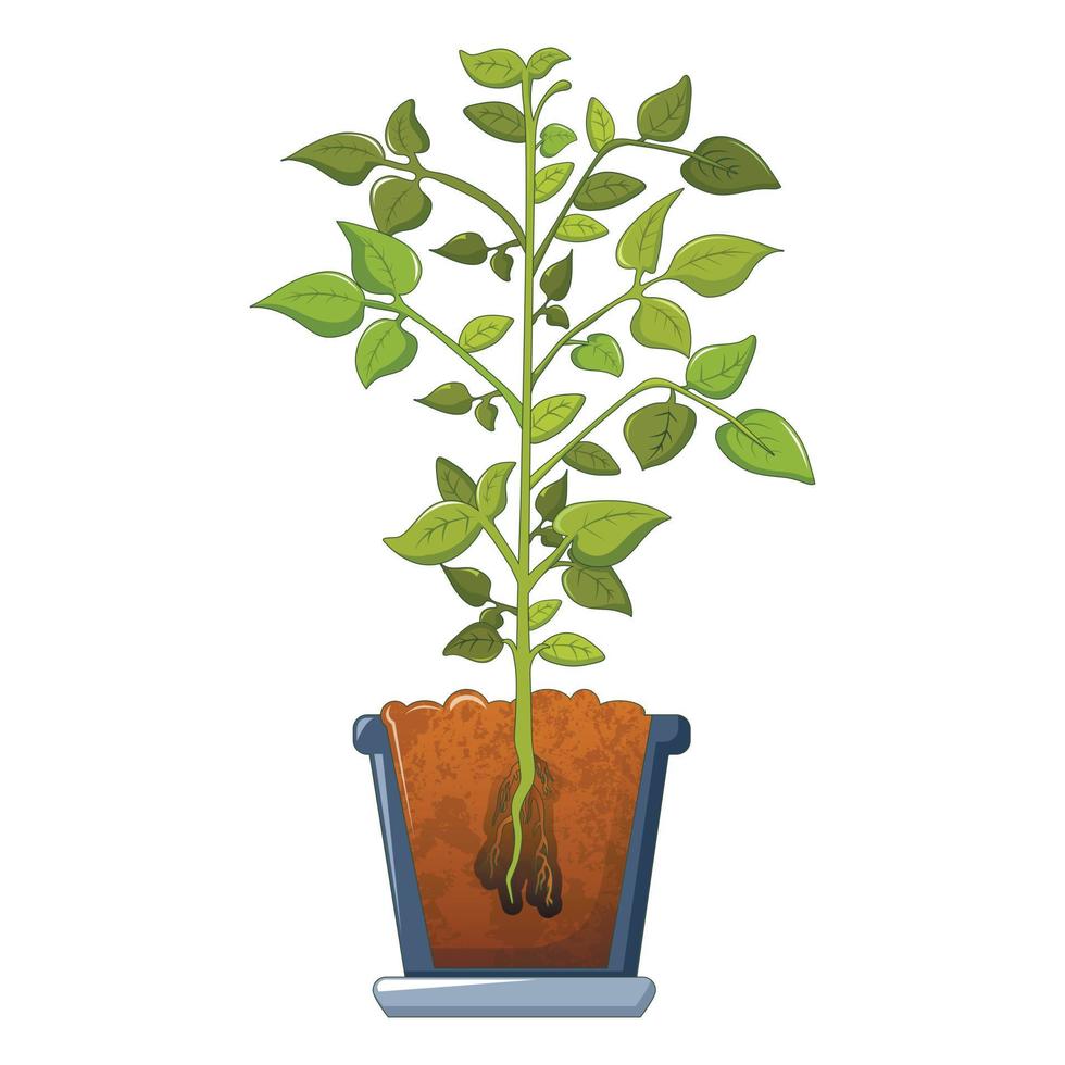 Bean plant icon, cartoon style vector
