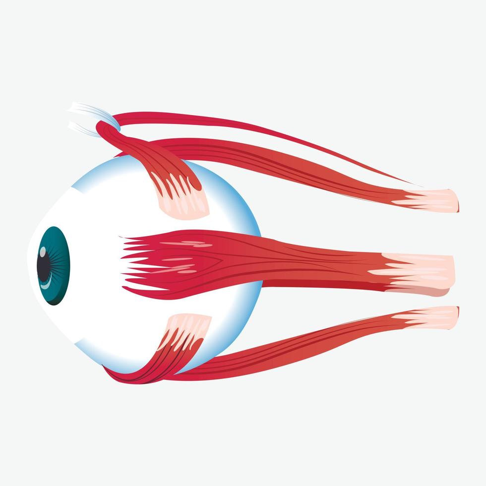 Eye cross muscle icon, cartoon style vector