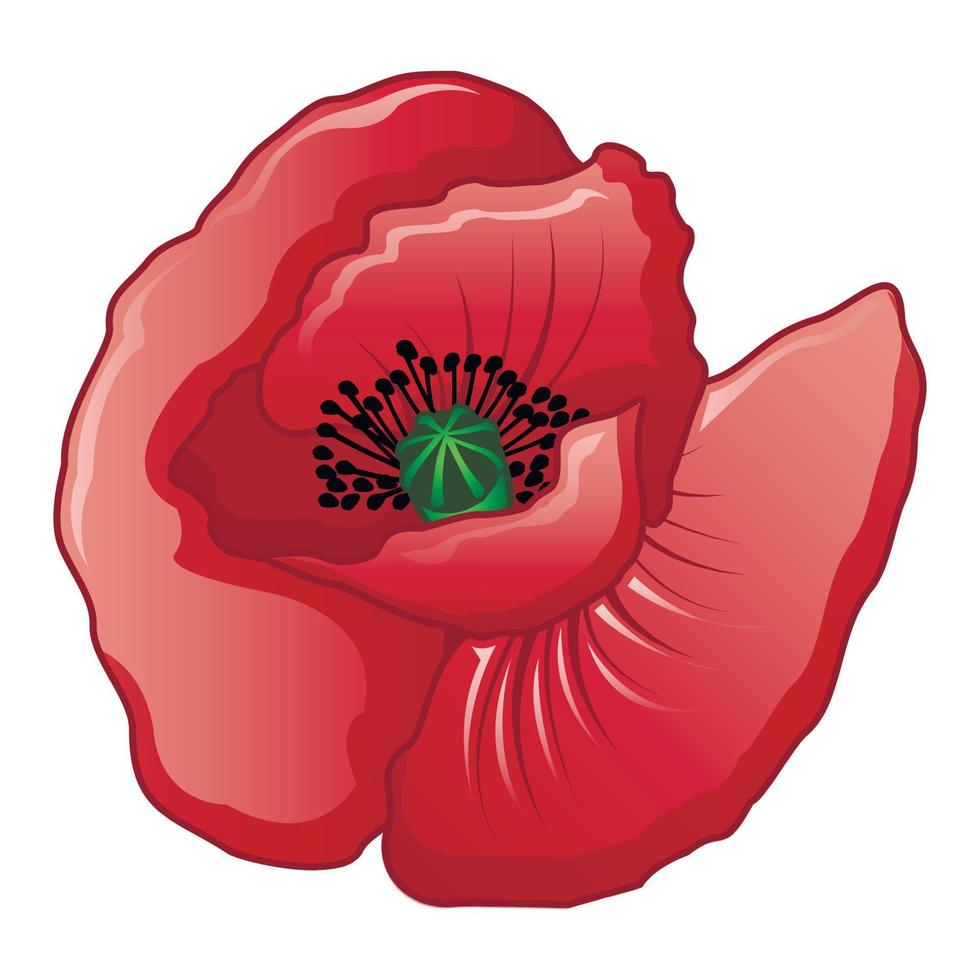 Spring red poppy icon, cartoon style vector