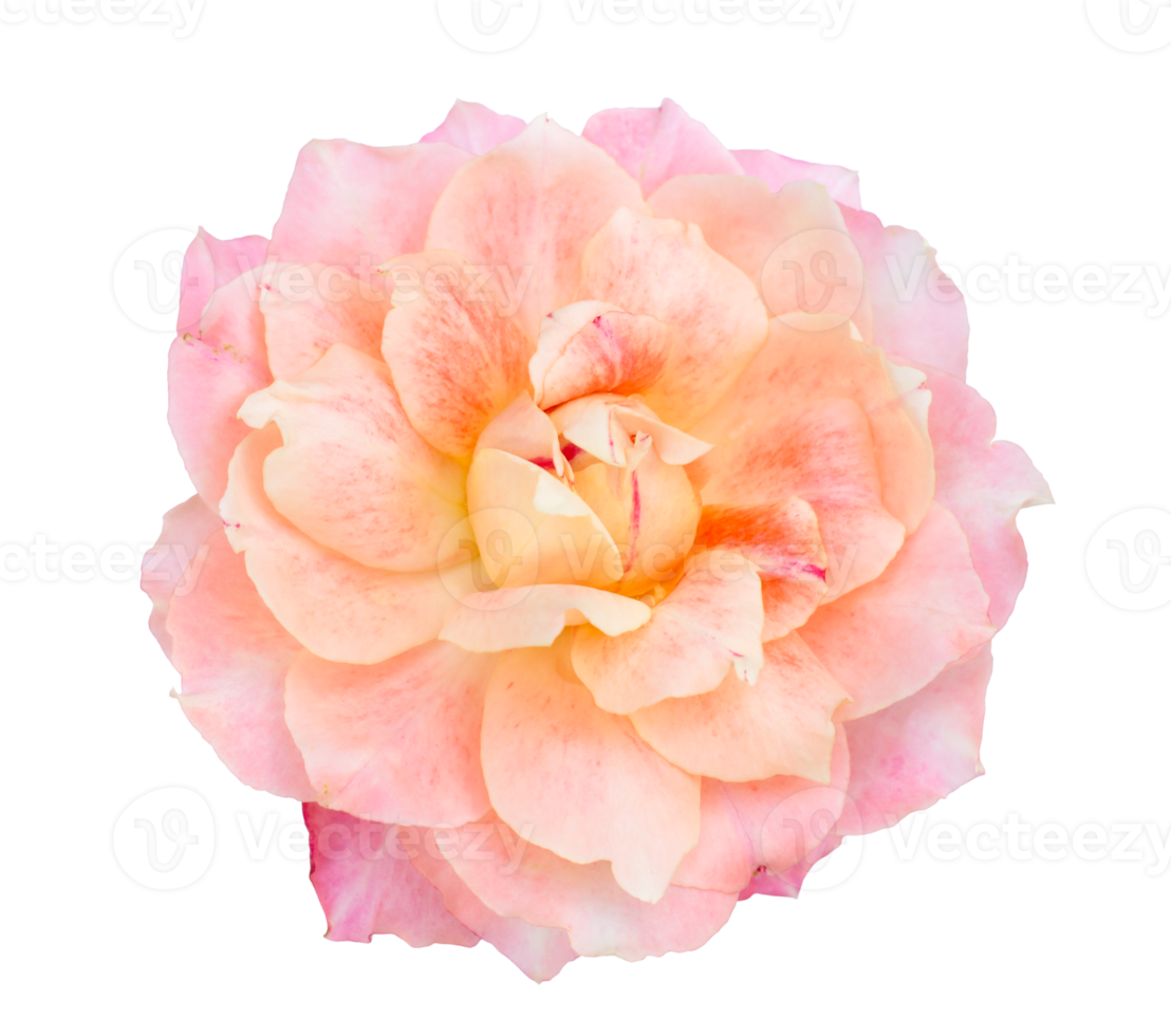 pink roses on a isolate transparent background. png