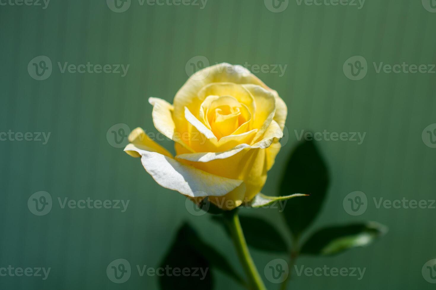 Blooming beautiful colorful rose on plain background 15075903 ...