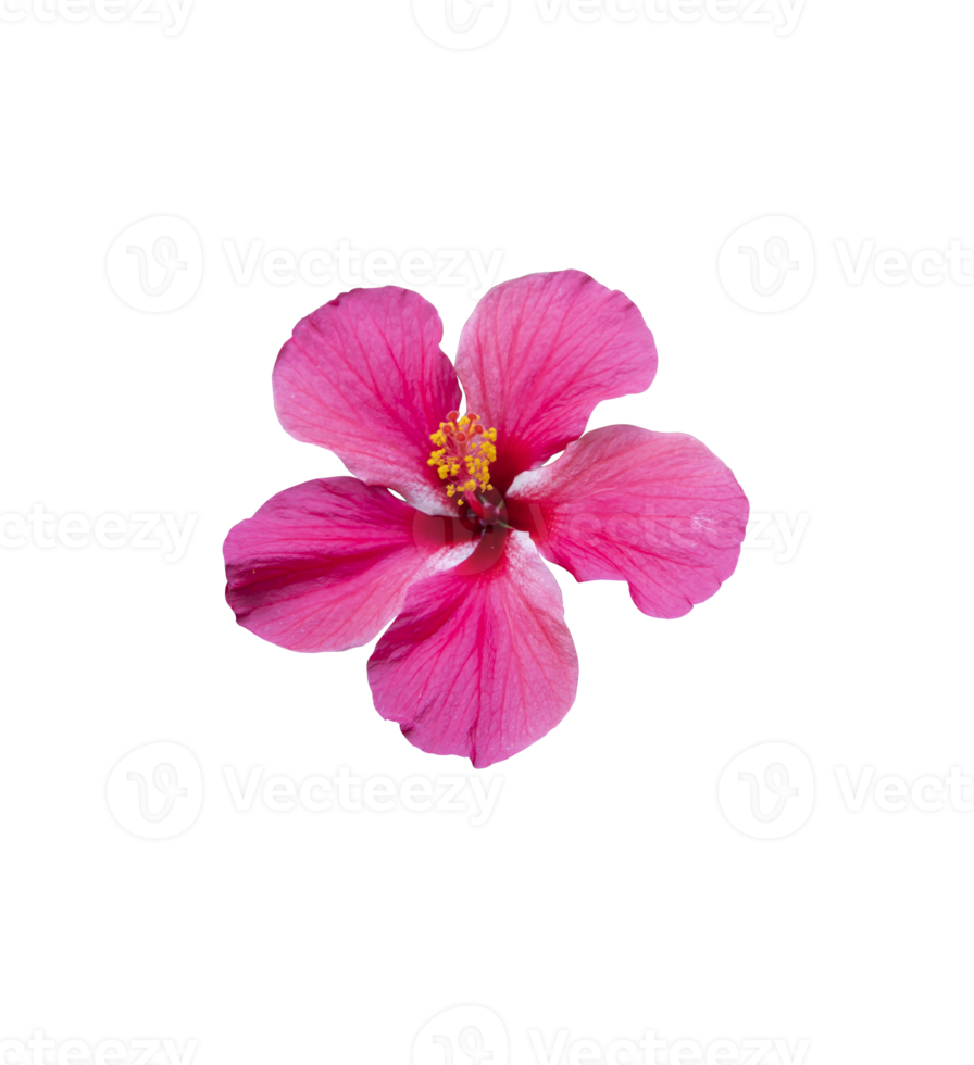 Blooming Pink hibiscus Flower on isolated background png