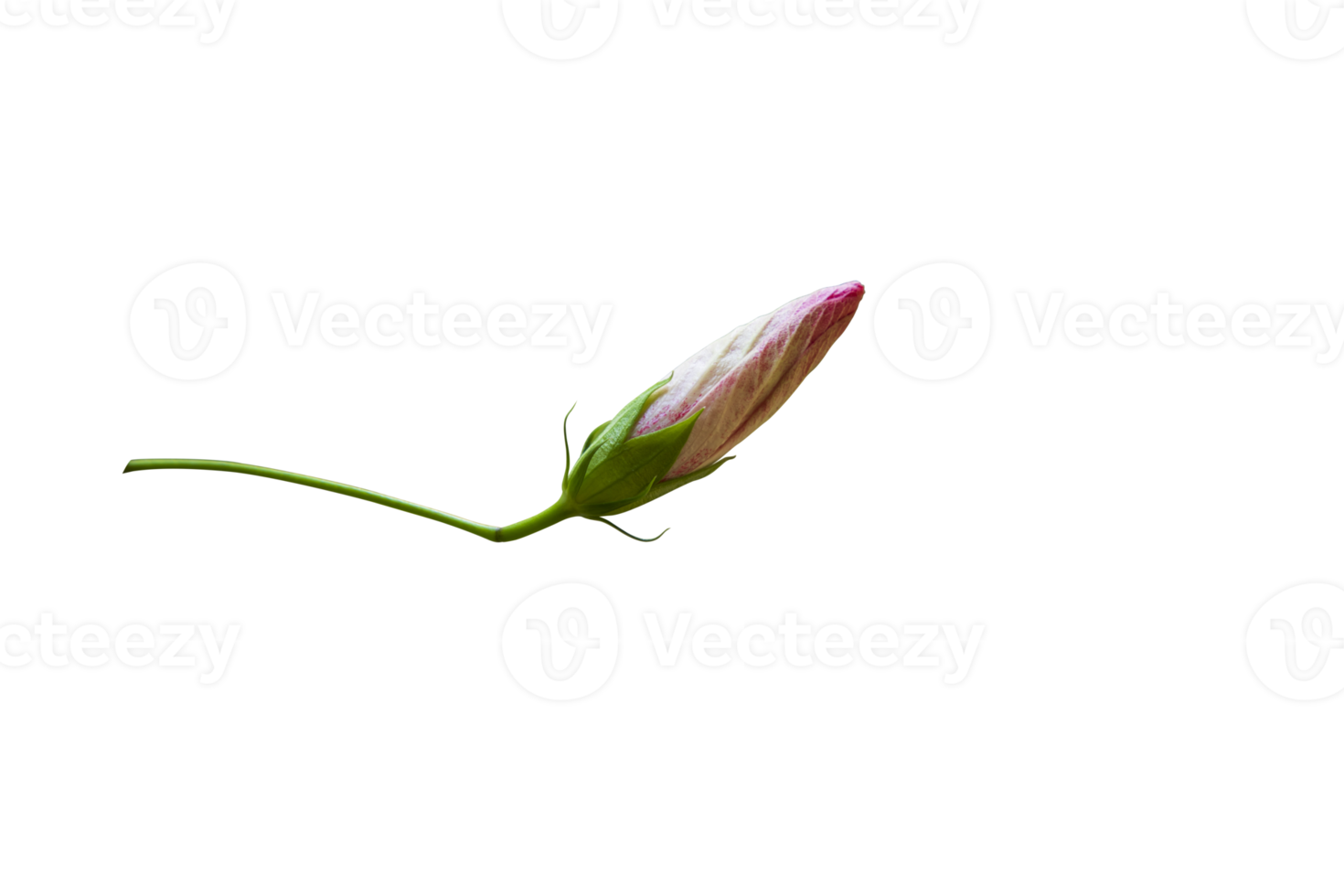 hibiscus Flower bud on isolated background 15078503 PNG