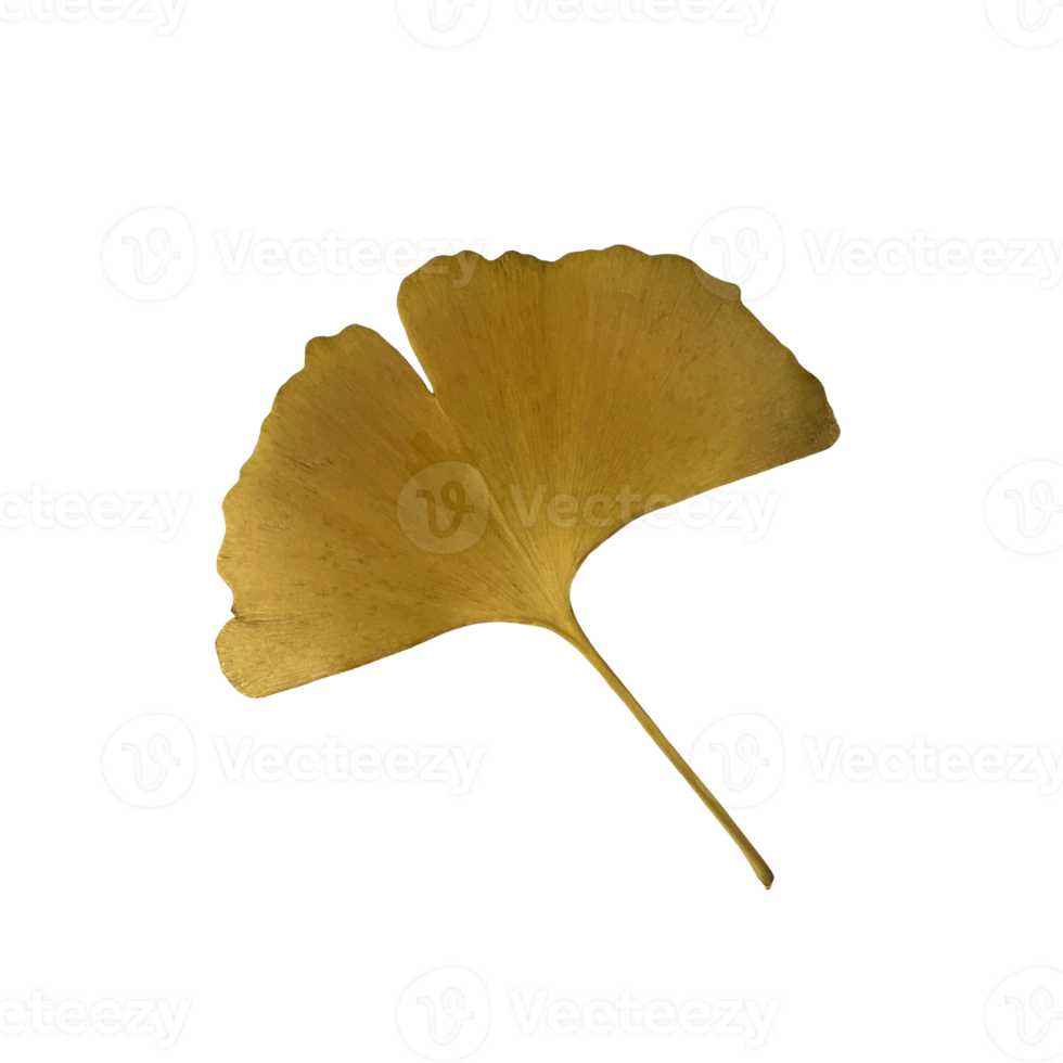 Yellow fresh ginkgo leaf isolated, medicinal organic plant close-up, clipping path cutout object, eco-friendly environment concept png