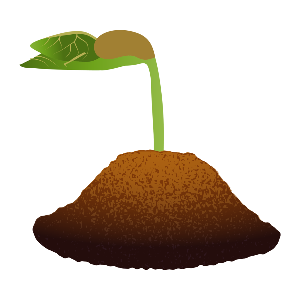 Sapling Sprouting from Soil. png