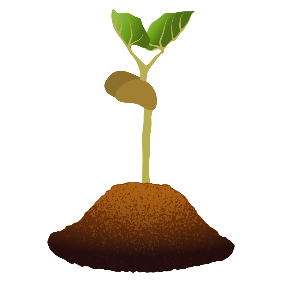 Sapling Sprouting from Soil. png