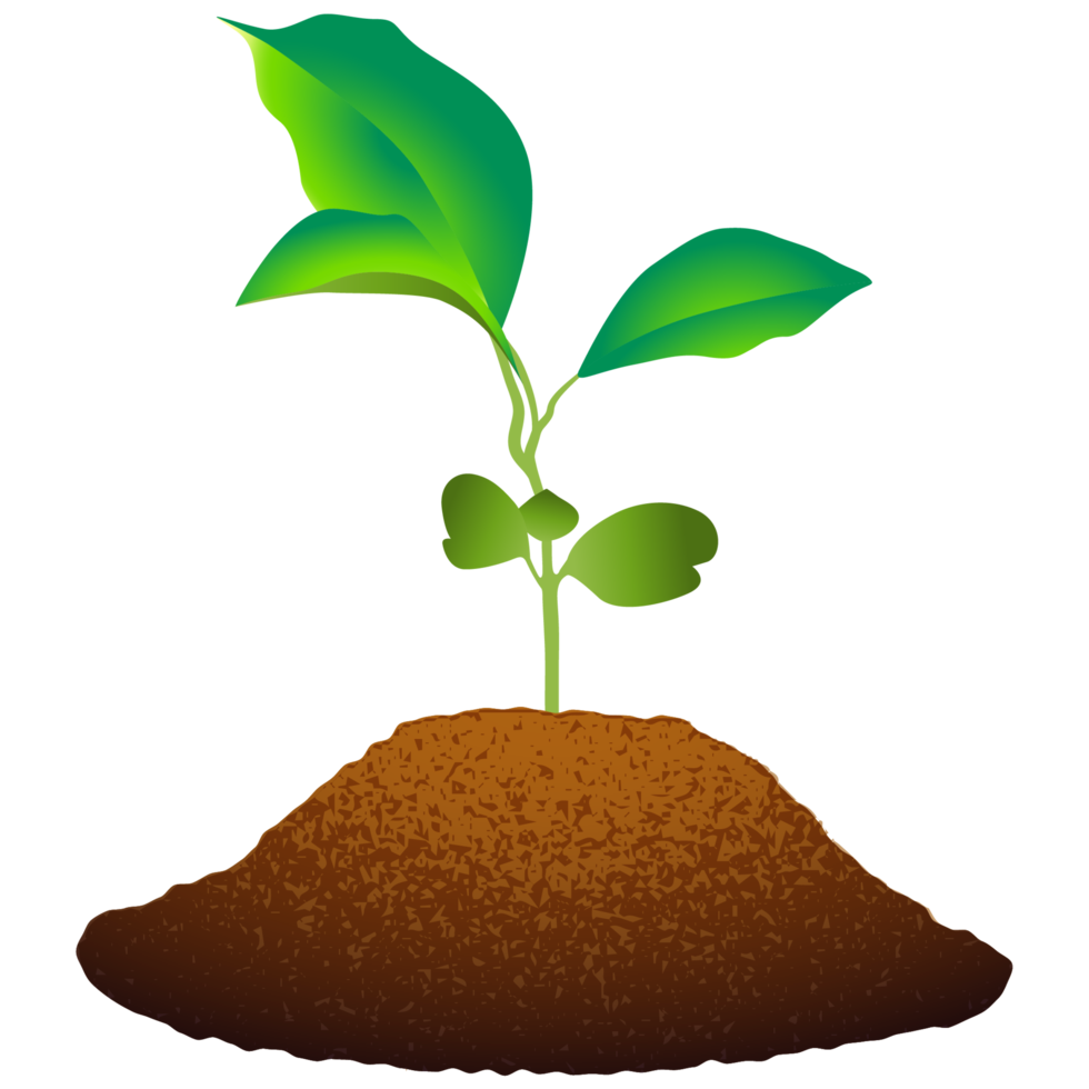 Sapling Sprouting from Soil. png