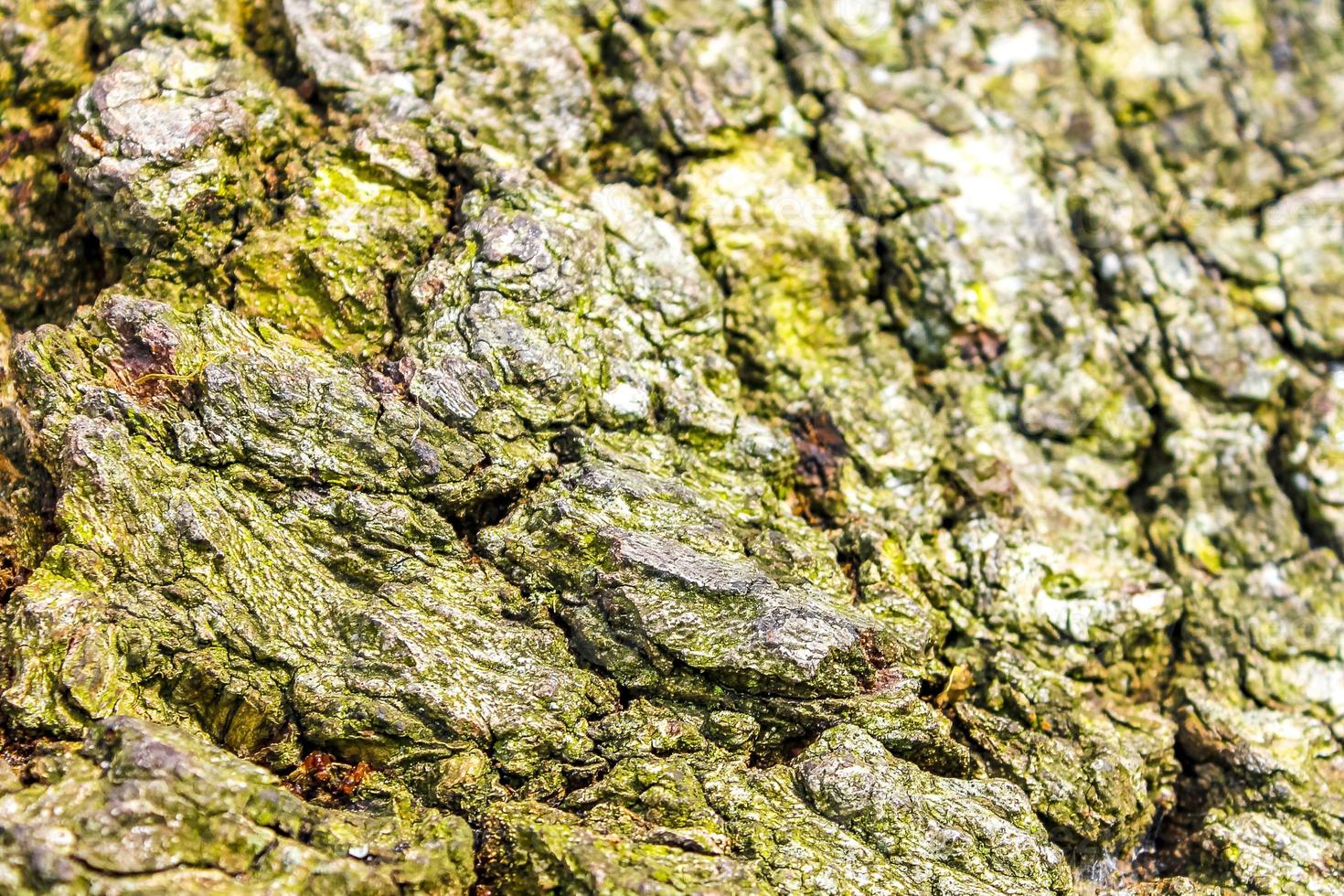 Texture of a oak tree bark with red forest ants. photo