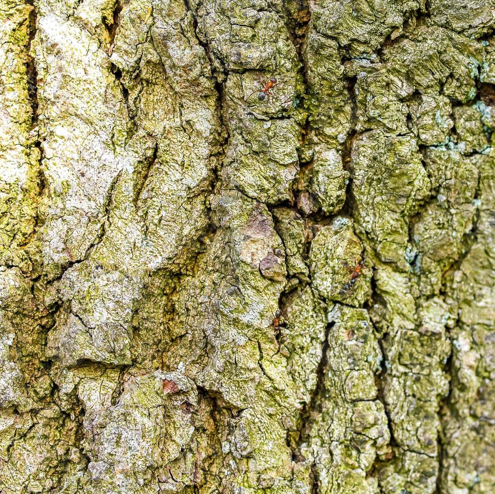 Texture of a oak tree bark with red forest ants. photo