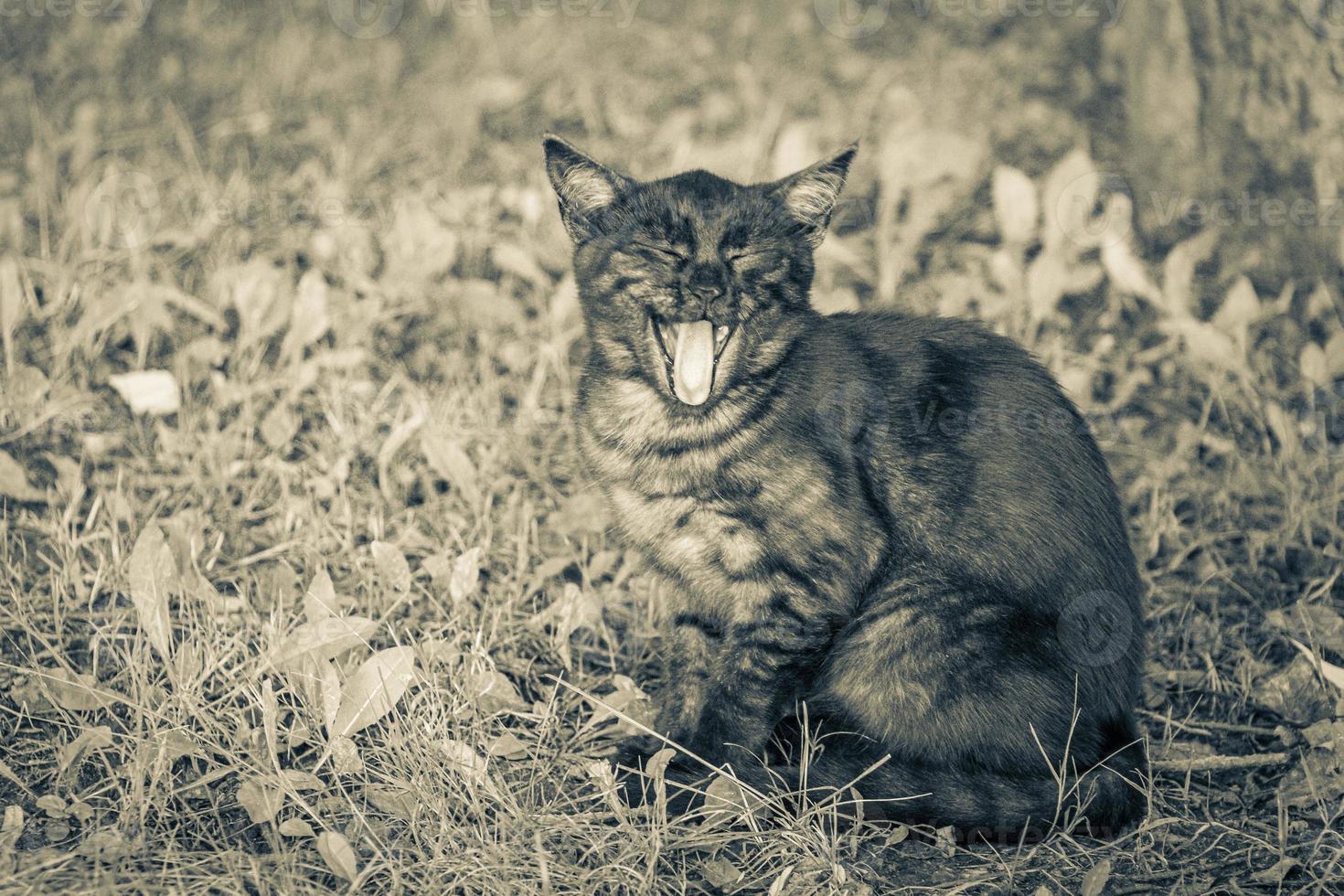 Beautiful cute cat with open mouth green nature background Minsk. photo