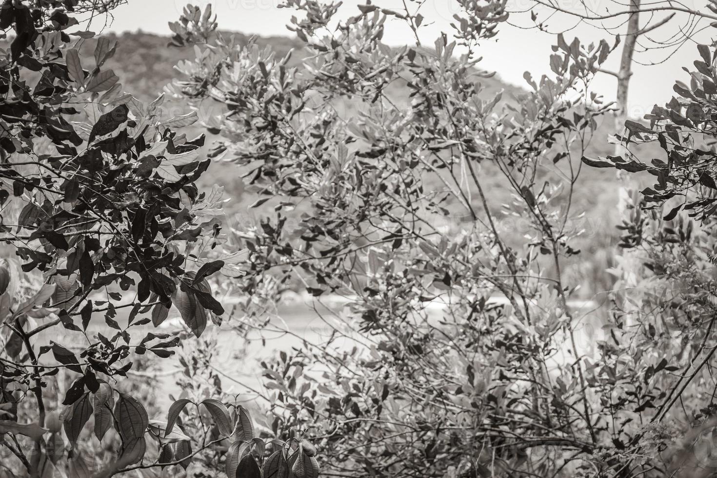 Mangrove and Pouso beach on tropical island Ilha Grande Brazil. photo