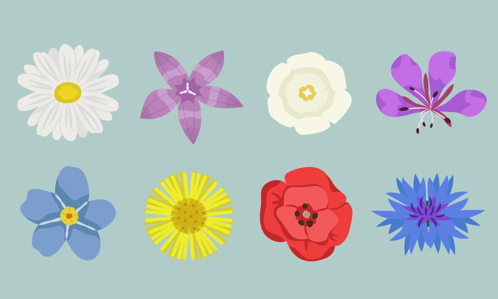 conjunto de vista superior de diferentes flores silvestres. hermosas flores en estilo de dibujos animados. vector