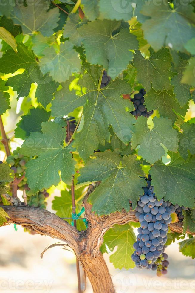 Vineyard with Lush, Ripe Wine Grapes on the Vine Ready for Harvest photo