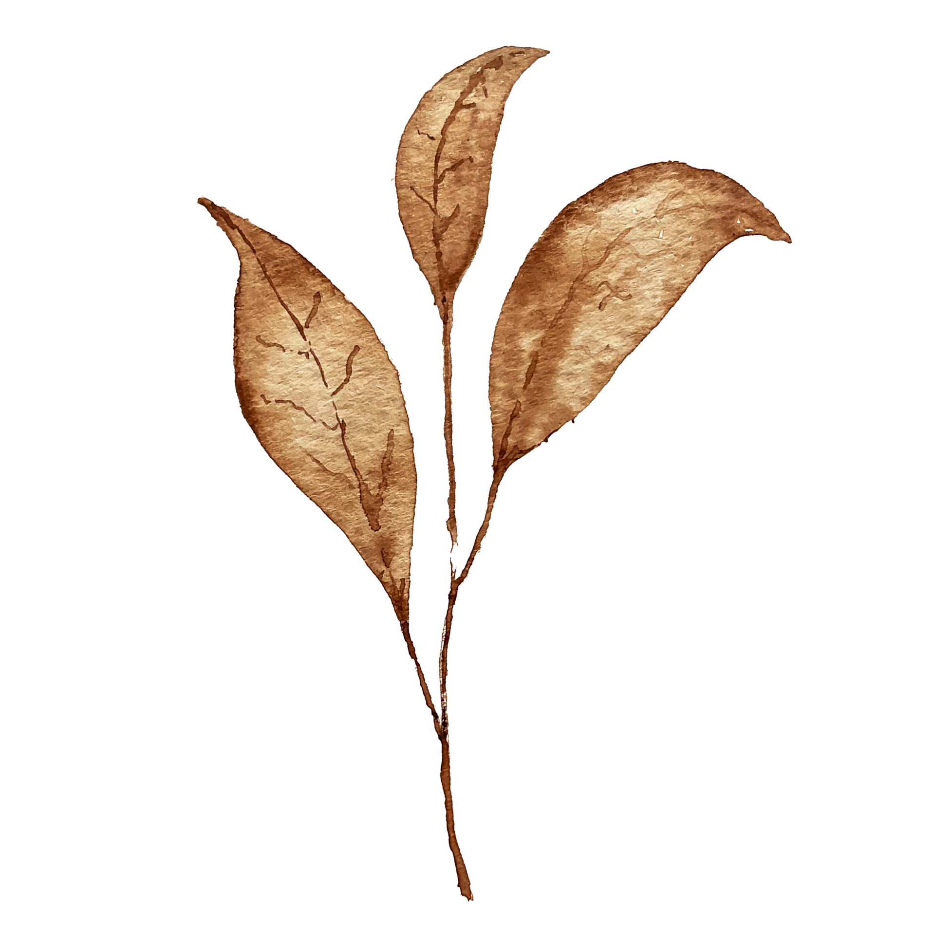 brown leaf watercolor element 15085076 PNG