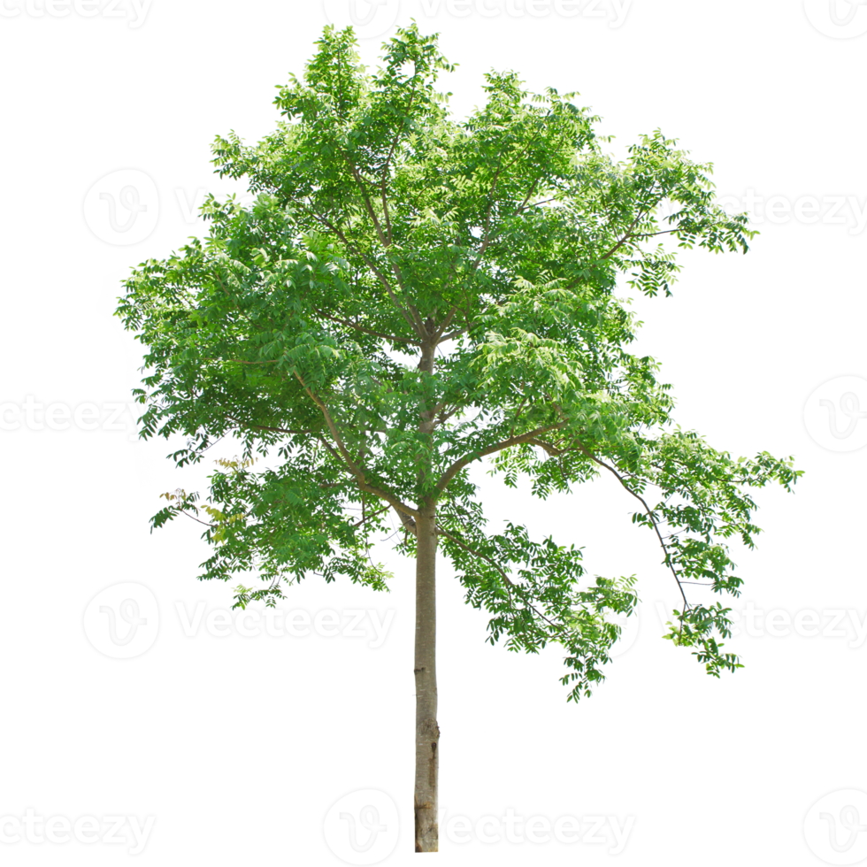 Set of Green trees collection transparent 15089195 PNG