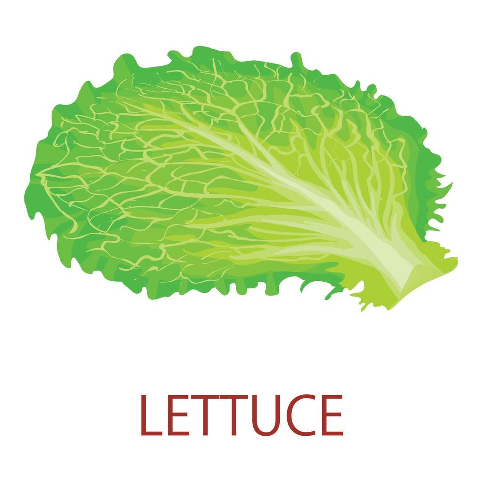 Lettuce icon, isometric style vector
