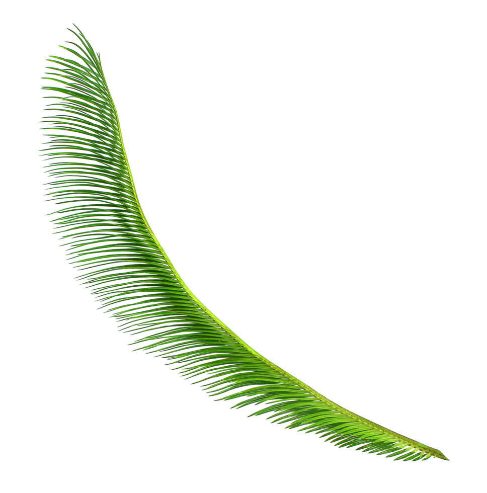 Green leaf of cycads tree on transparent background png file